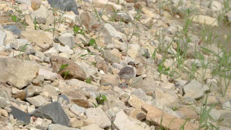 Greater-Sand-Plover-Bird-Runing-Away-On-Stony-Beach---Back-view-closeup