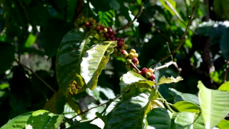 Granos-De-Cereza-De-Café-Arábica-Maduros-E-Inmaduros-Que-Crecen-En-La-Rama-De-La-Planta-De-Café-En-Una-Granja-Rural-En-El-Distrito-De-Ermera,-Timor-Leste,-Sudeste-De-Asia