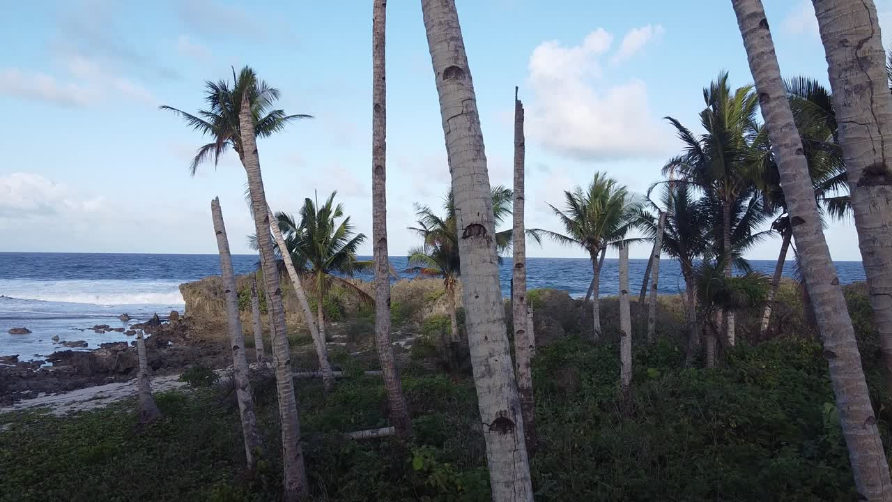 Palm tree forest in the Philippines with ocean backdrop