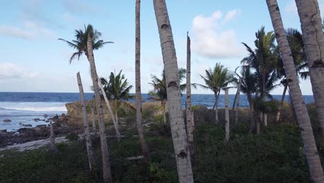 bosque de palmeras en las filipinas con fondo oceánico