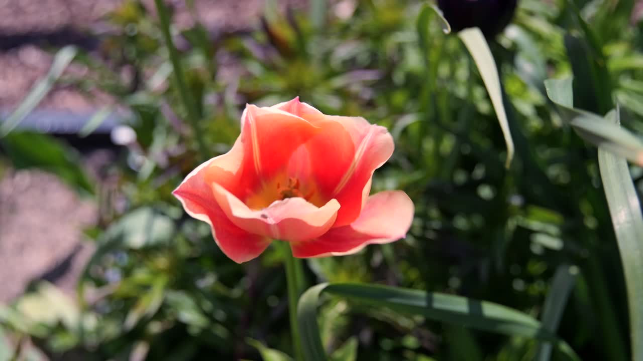 Handheld close-up of an orange tulip in sunlight with soft focus greenery behind.