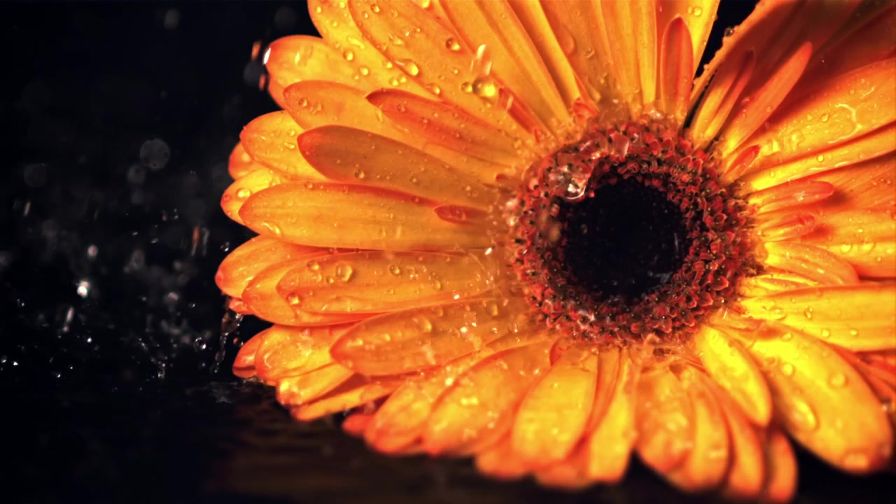 Gocce d'acqua al rallentatore che cadono su un fiore di gerbera arancione vivace