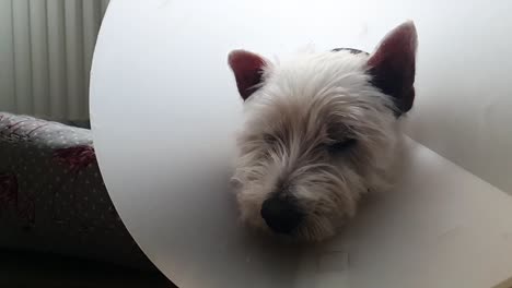 Vet-elizabethan-collar