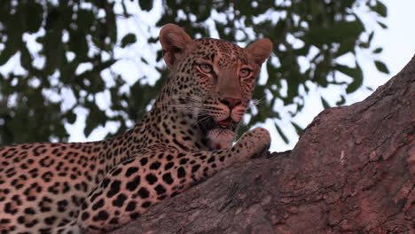 close-up of leopard on lookout in tree, breathing heavily, golden hour