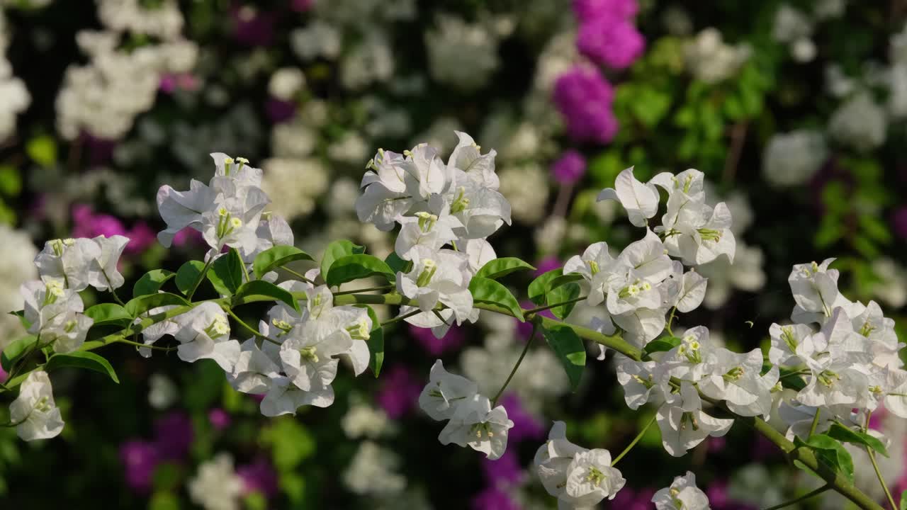 una rama de las flores de la buganvilla que se mueven con el viento, nyctaginaceae