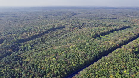vista aérea de arriba hacia abajo del bosque en el otoño