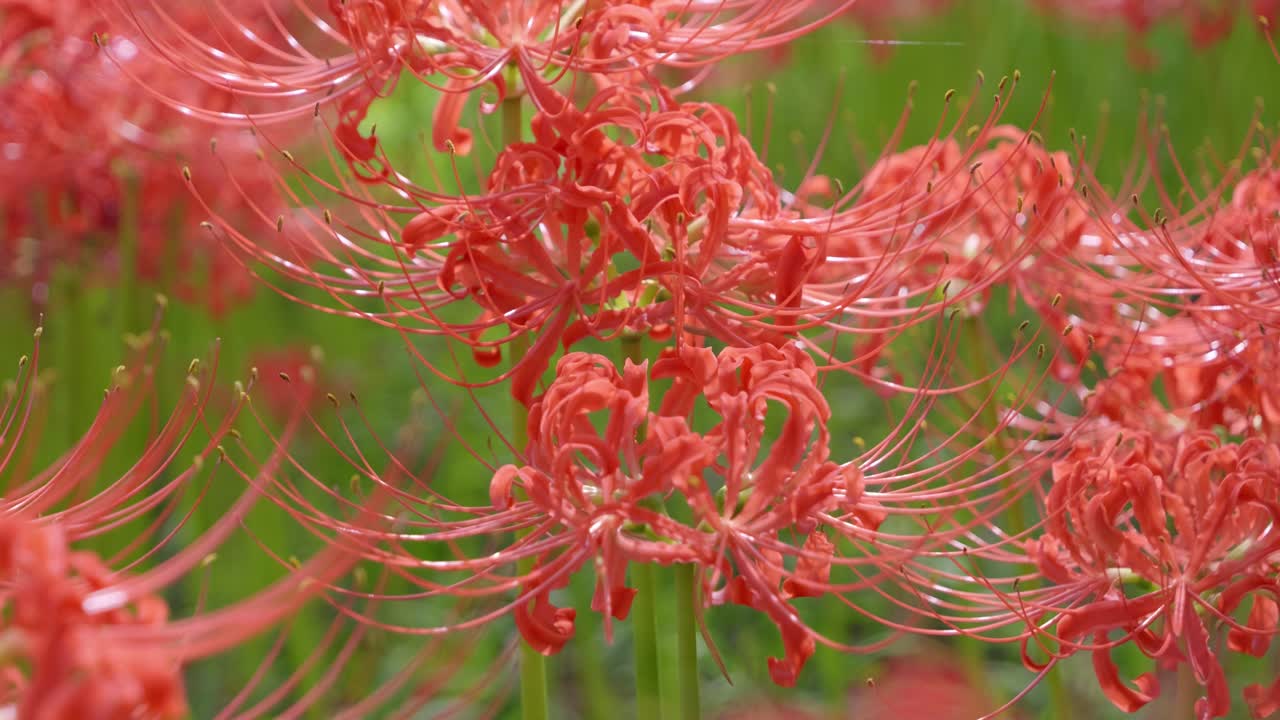 Beautiful spider lilies in full bloom in Japan, slow slider