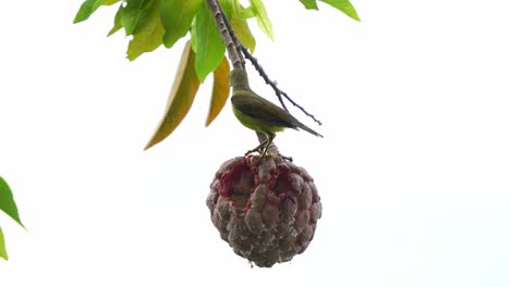 green bird eating custard apple