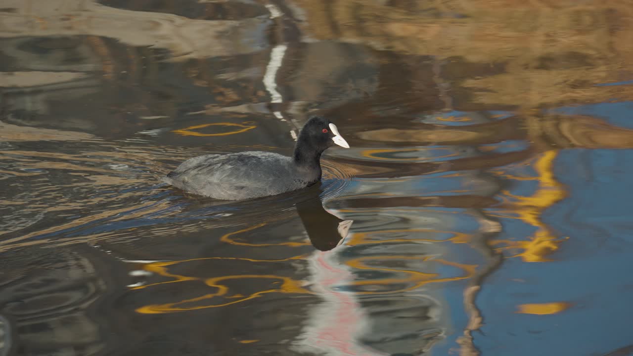 la focha euroasiática, fulica atra, también conocida como la focha común o la focha australiana nada en un lago - pájaro negro con ojos rojos y pico blanco