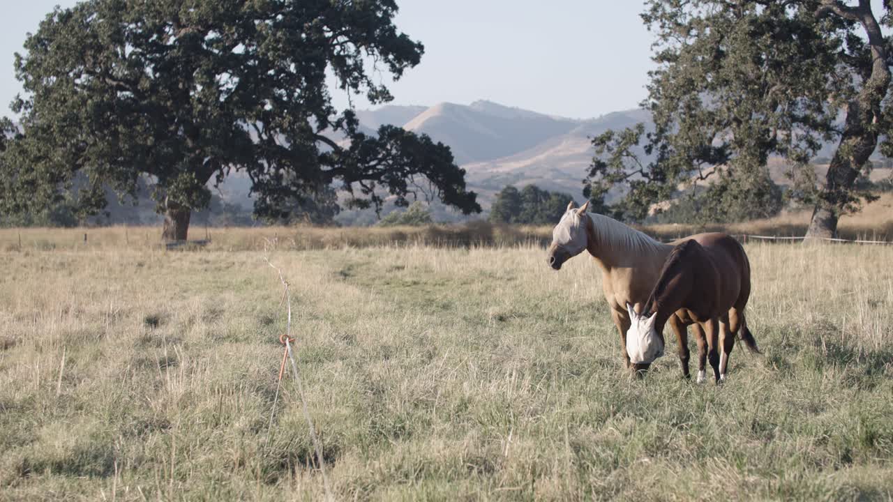 un par de caballos de cuarto pastando en un campo