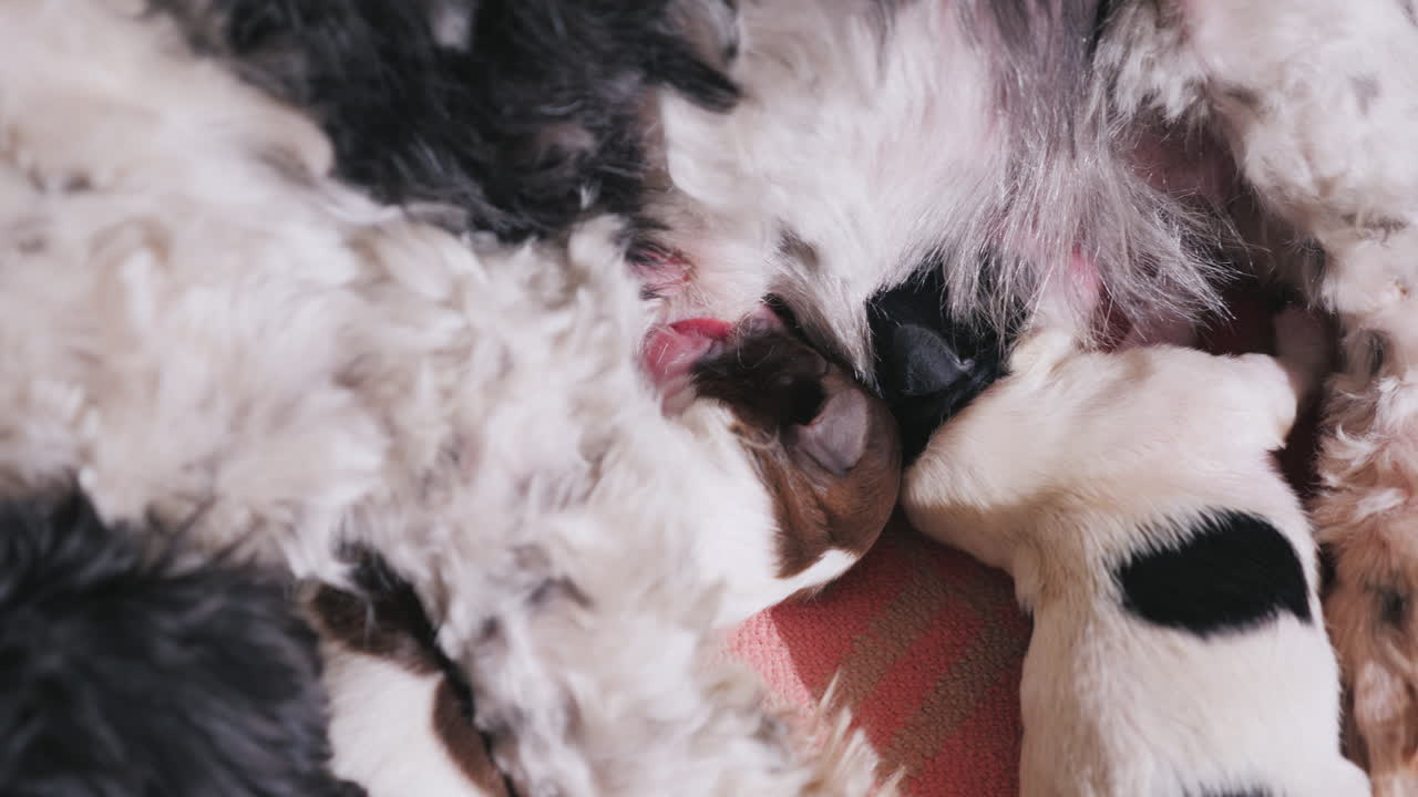 개는 갓 태어난 강아지에게 먹이를 줍니다