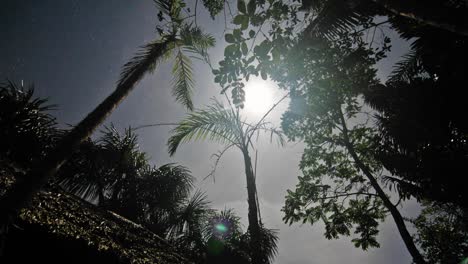 la luna pasa por encima de los árboles