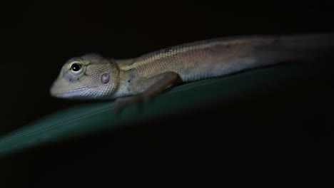 o lagarto do jardim oriental também é chamado de lagarto do jardim oriental, sugador de sangue e lagarto mutável