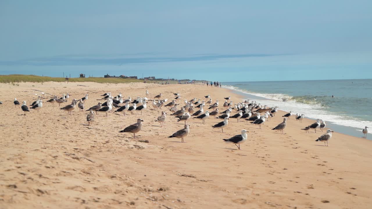 стая морских чаек на золотом песчаном берегу пляжа ист-хэмптон, лонг-айленд, нью-йорк