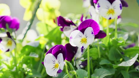 yellow and purple viola flowers moving softly in the summer breeze