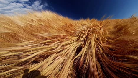campo de trigo dorado bajo un cielo nublado