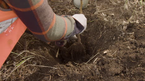 Vista-Cercana-De-Las-Manos-De-Dos-Activistas-Plantando-Un-árbol-En-El-Bosque