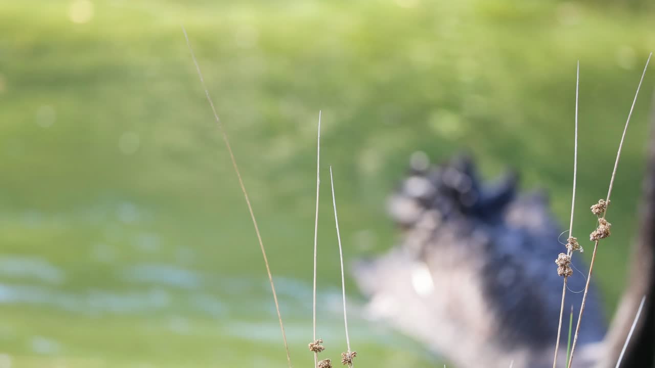 두 마리의 검은 백조가 연못에서 헤엄치고 있다.