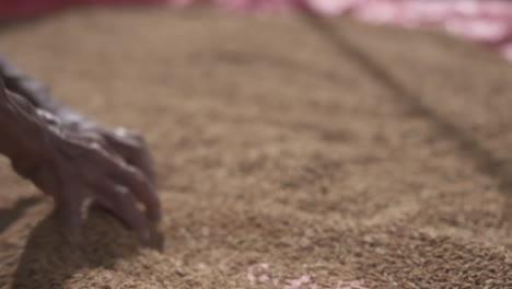 Sarawakian-native-spreading-rice-on-a-mat-for-drying