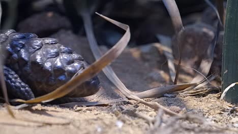 Shingleback-Skink-,-Der-Sich-In-Zeitlupe-Rückwärts-Auf-Dem-Boden-Bewegt---Extreme-Nahaufnahme