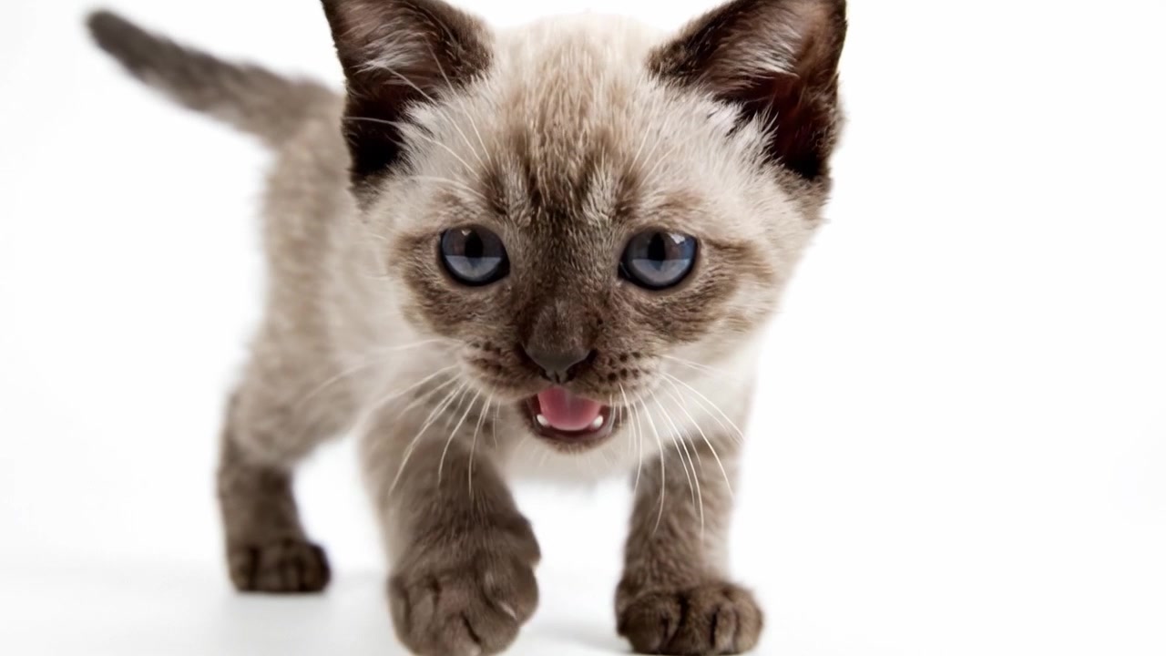 Gattino curioso che esplora i suoi dintorni in modo giocoso e adorabile, catturato in due scatti che mostrano le sue caratteristiche ed espressioni affascinanti