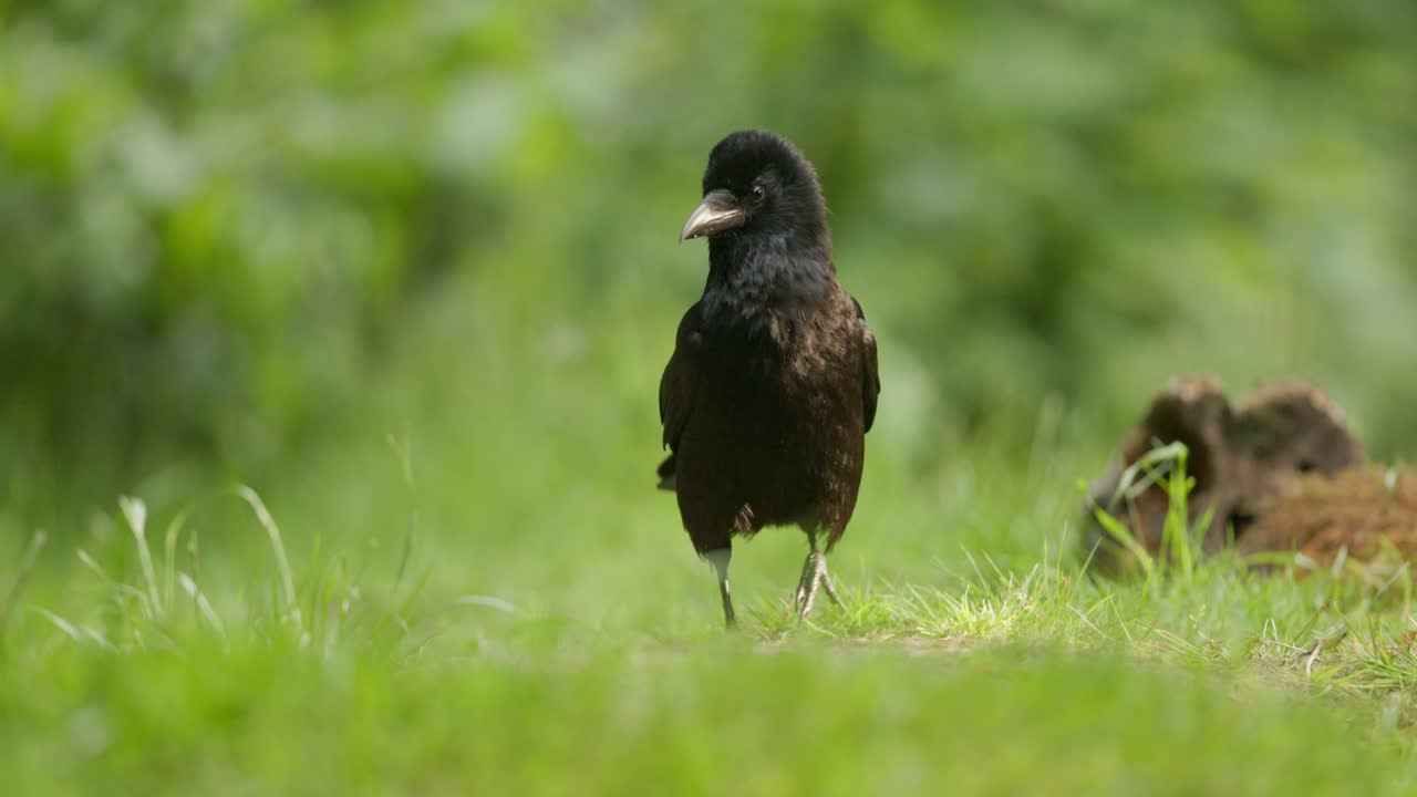 Blackbird in a grassy forest
