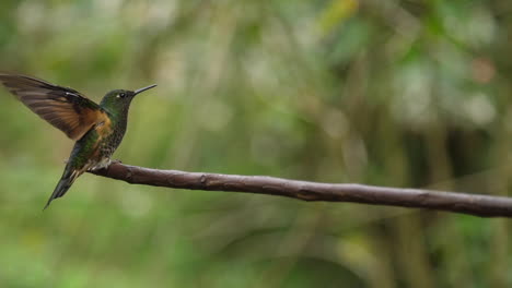 Colibrí-Jugando-Y-Casi-Besándose-En-Cámara-Súper-Lenta