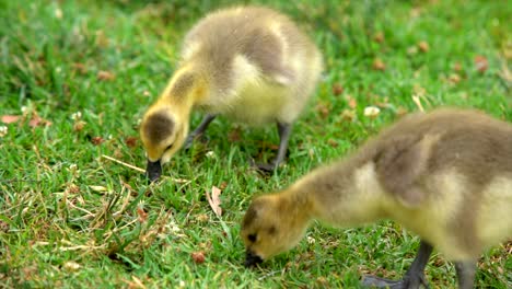 baby geese eating food from the grass