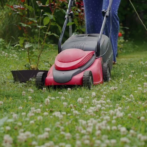 lady riding as she mows her lawn with her red lawn tractor mower and cutting the green grass. she will continue to ride her lawn mower till she's done mowing the grass.