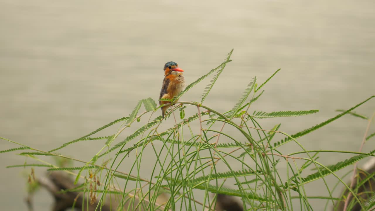 el martín pescador de malaquita mueve la cabeza hacia atrás y hacia adelante para compensar la planta verde debajo de él que se balancea con la brisa en un caluroso y soleado día de verano en sudáfrica