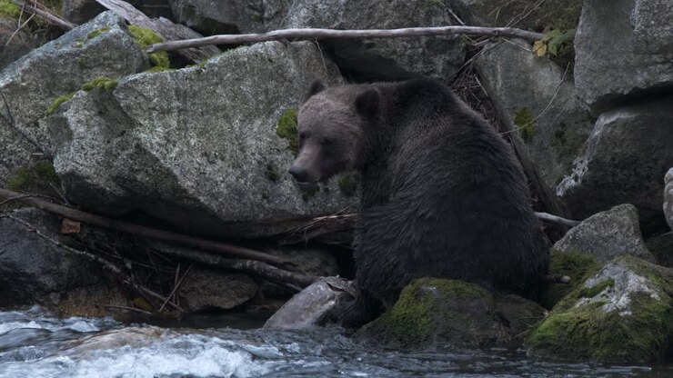 Cautious large male grizzly bear sits on river boulders, eating salmon
