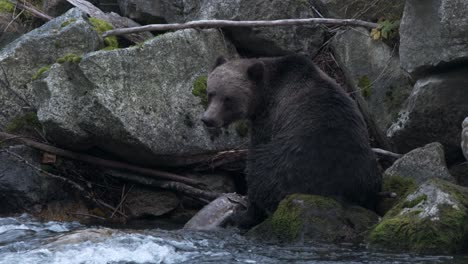 el oso grizzly macho grande y cauteloso se sienta en las rocas del río, comiendo salmón