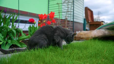 old domestic black cat on green grass at the garden yard