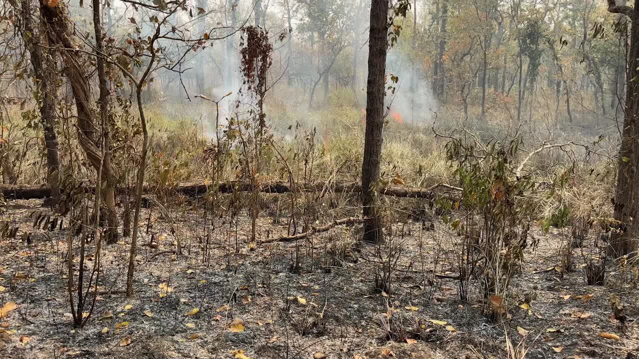 Tilting up shot from burnt forest floor to active forest fire with smoke rising in the near distance.