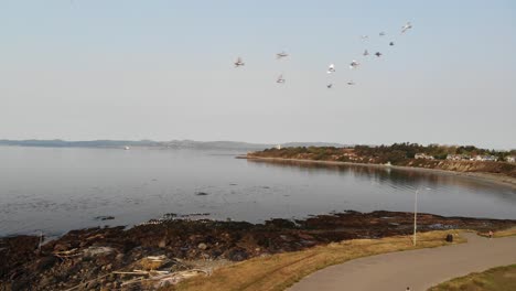 Bandada-De-Pájaros-Volando-Durante-El-Aterrizaje-De-Drones-En-La-Costa-De-Victoria-Canada