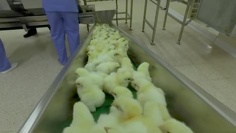 a chick production line in a hatchery factory intended for large henhouses