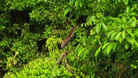 a garza tigre tigrisoma lineatum ( rufescent tiger-heron), sitting and stretching its neck out on a branch in the amazon jungle. tambopata, madre de dios region, peru