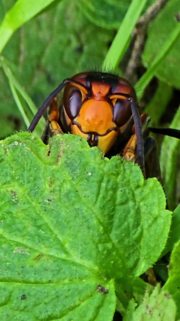 Close-up static shot of a hornet resting on a leaf with slight antenna movement