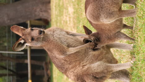 mother red kangaroo nursing her young joey at australia farm, vertical video