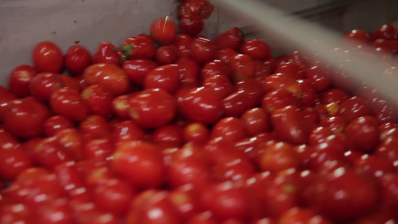 토마토 생산 라인: 공장에서 가공된 토마토, 미국