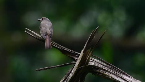 El-Papamoscas-Azul-De-La-Colina-Se-Encuentra-En-Un-Hábitat-De-Gran-Altura,-Tiene-Plumas-Azules-Y-Un-Pecho-Anaranjado-Para-El-Macho,-Mientras-Que-La-Hembra-Es-De-Color-Marrón-Canela-Pálido-Y-También-Con-Un-Pecho-Anaranjado-En-Transición