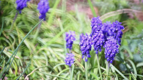flores de jacinto de uva florecen en primavera