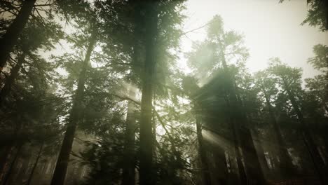 Redwood-Forest-Foggy-Sunset-Scenery