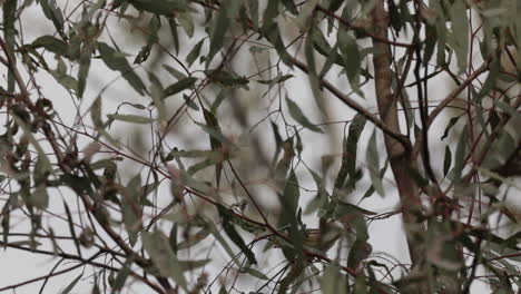 pardalote estriado saltando entre las ramas de un árbol de eucalipto joven