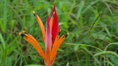 close-up of a vibrant heliconia flower
