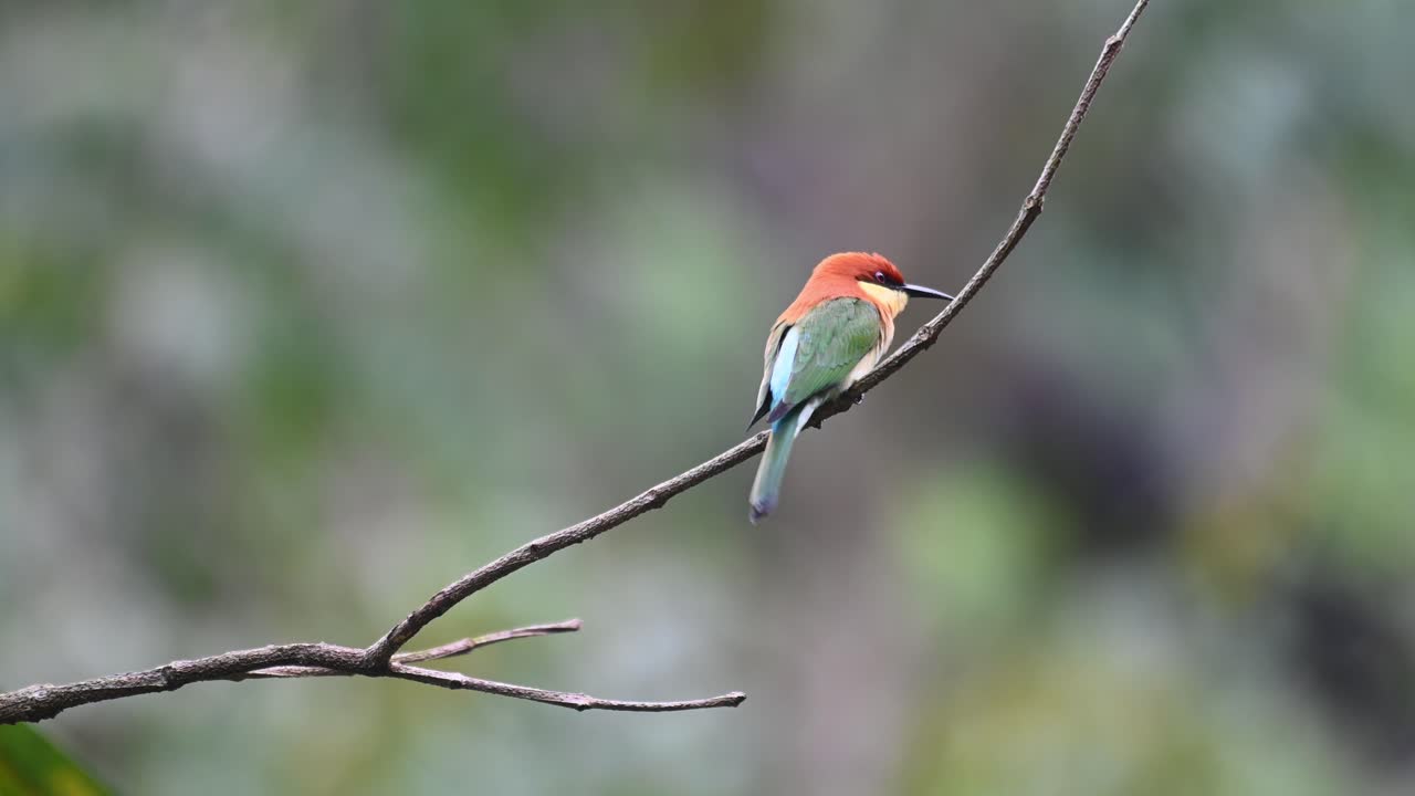 abejaruco de cabeza castaña, merops leschenaulti, metraje 4k, parque nacional kaeng krachan, tailandia