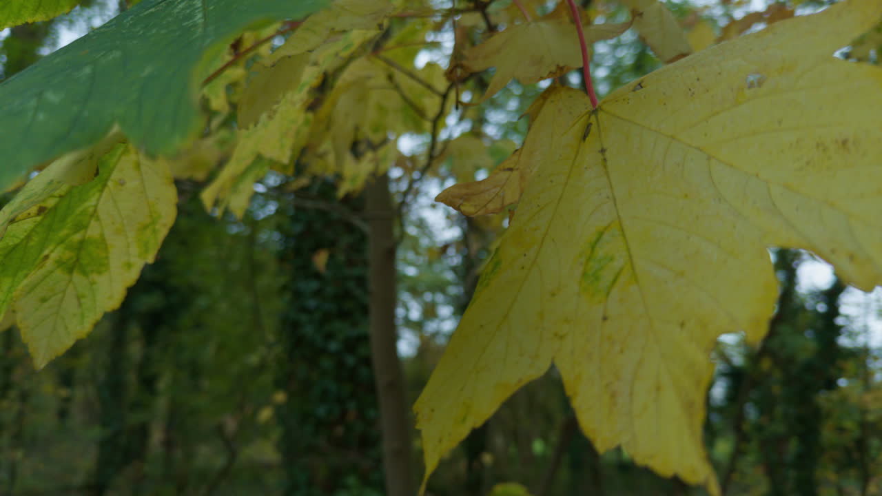 Close-up view of green and yellow leaves in the forest on the fall autumn hanging on trees branches with rotating rolling parallax move