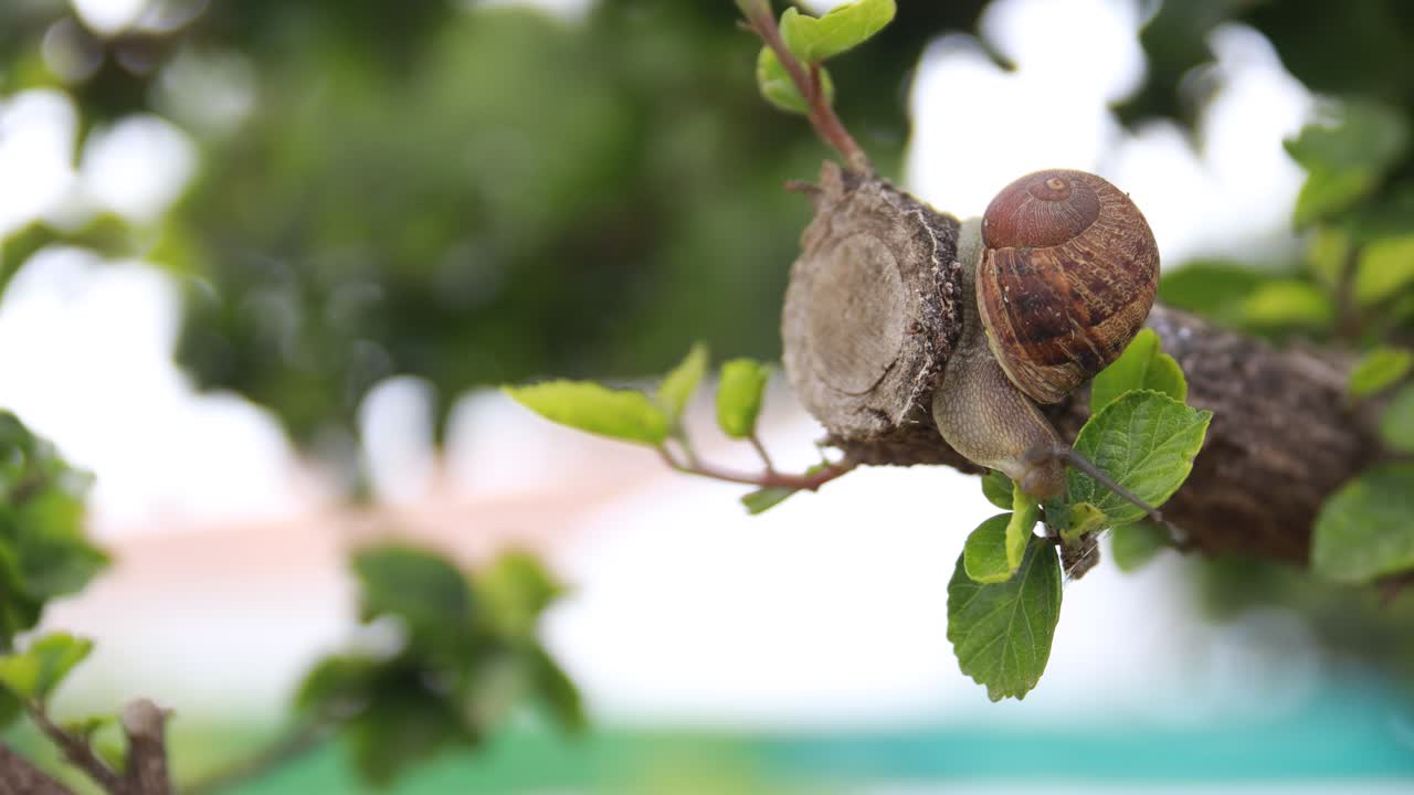 Snail going down a tree branch with smalls green leaves