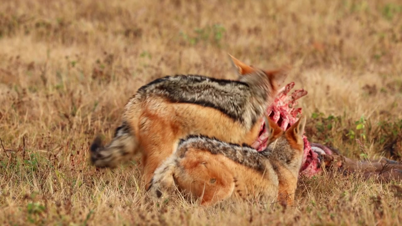 Sciacalli dalla gualdrappa che si contendono una carcassa al rallentatore