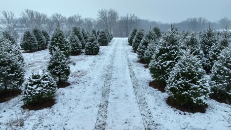 Granja-De-árboles-De-Navidad-Durante-Las-Nevadas-De-Diciembre.